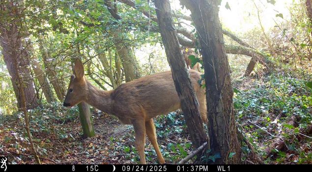 A camera trap image of a roe deer in woodland. This image is also a link to the urban wildlife viewer in the OpenLiving Laboratory.
